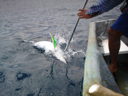 Wahoo fished in Panama with Yozuri lure. Panama Fishing charters.