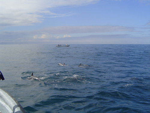 Dolphins visiting Pedasi panga.