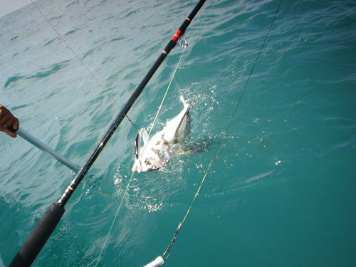 Rooster fish in the Panama waters.