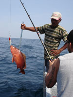 Red Snapper Fishing In Is La Iguana, Pedasi, Panama.