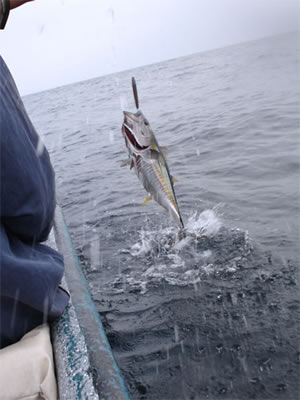 Yellowfin Tuna Fishing In Panama
