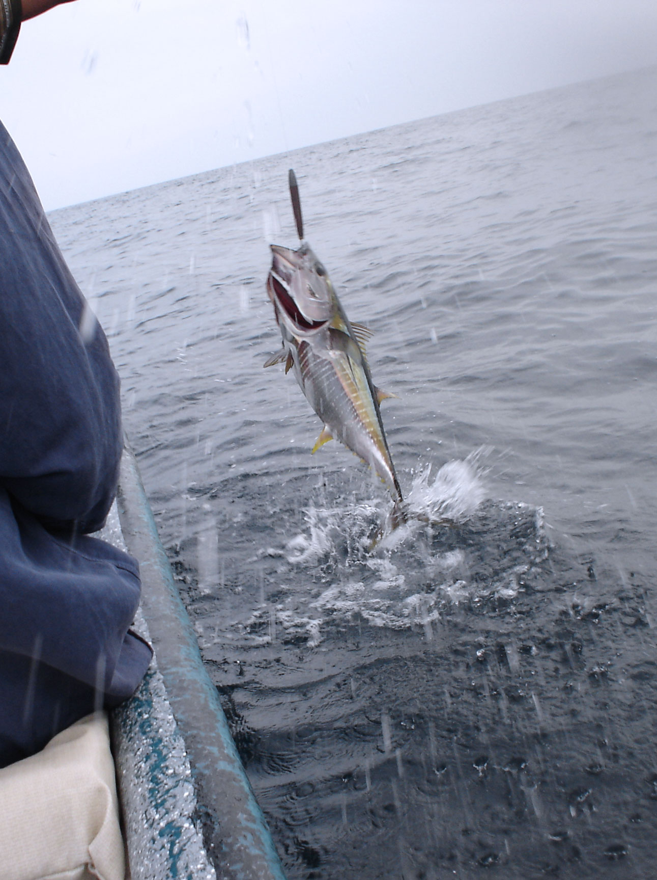 Yellowfin Tuna Fishing In Panama.