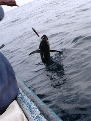 Yellowfin Tuna Fishing Panama.