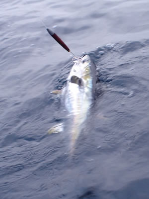 Panama Yellowfin Tuna.