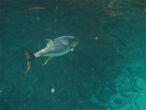 Yellowfin Tuna Swimming.