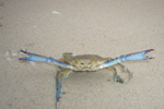 beach crab in isla Iguana